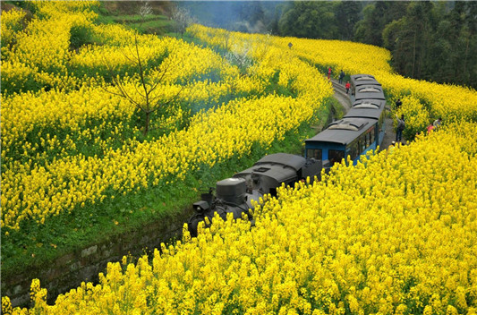 观光火车 轨道观光小火车 景区轨道观光小火车